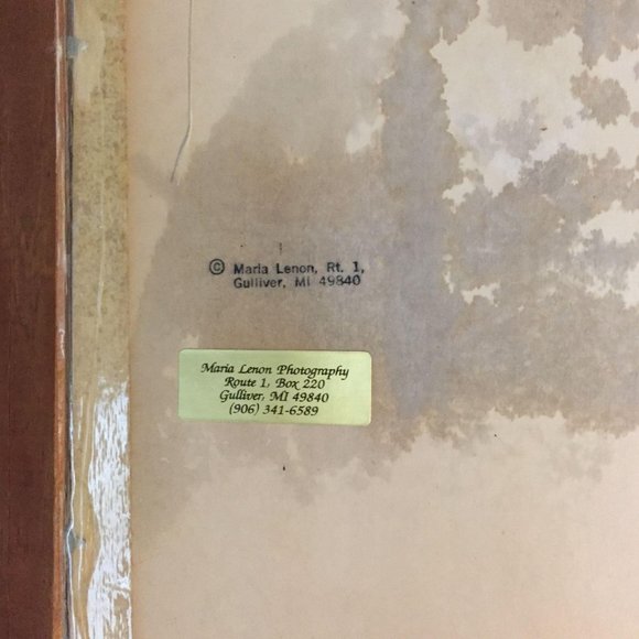 Black Capped Chicadee Photograph Framed Signed Numbered Bird Maria Lenon Art - Picture 7 of 9